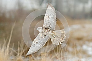 Gyrfalcon, Falco rusticolus, bird of prey fly. Flying rare bird with white head. Forest in cold winter, animal in nature habitat,