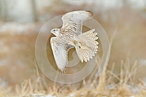 Gyrfalcon, Falco rusticolus, bird of prey fly. Flying rare bird with white head. Forest in cold winter, animal in nature habitat,