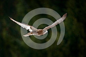 Gyrfalcon, Falco rusticolus, bird of prey fly. Flying rare bird with white head. Forest in cold winter, animal in nature habitat,