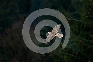 Gyrfalcon, Falco rusticolus, bird of prey fly. Flying rare bird with white head. Forest in cold winter, animal in nature habitat,