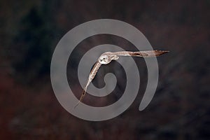 Gyrfalcon, Falco rusticolus, bird of prey fly. Flying rare bird with white head. Forest in cold winter, animal in nature habitat,