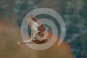 Gyrfalcon, Falco rusticolus, bird of prey fly. Flying rare bird with white head. Forest in cold winter, animal in nature habitat,