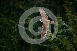 Gyrfalcon, Falco rusticolus, bird of prey fly. Flying rare bird with white head. Forest in cold winter, animal in nature habitat,