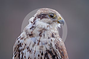 Gyrfalcon, Falco rusticolus, bird of prey fly. Flying rare bird with white head. Forest in cold winter, animal in nature habitat,