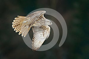 Gyrfalcon, Falco rusticolus, bird of prey fly. Flying rare bird with white head. Forest in cold winter, animal in nature habitat,