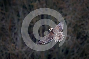 Gyrfalcon, Falco rusticolus, bird of prey fly. Flying rare bird with white head. Forest in cold winter, animal in nature habitat,