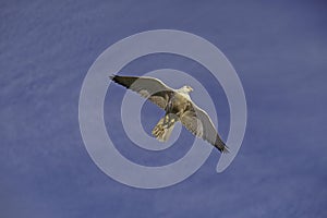 Gyrfalcon, falco rusticolus, in Flight, Canada