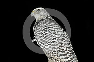 Gyrfalcon (Falco rusticolus) photo