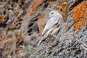 Gyrfalcon (Falco rusticolus). A young falcon is sitting on a rock.