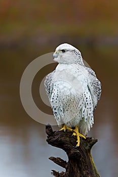 Gyrfalcon the largest of the falcon species