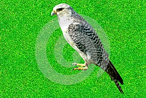 Gyrfalcon perched on a lawn