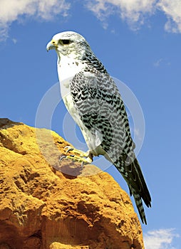 Gyrfalcon perched on a rock