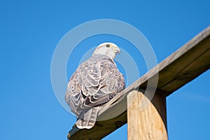 Gyrfalcon, wildlife, raptor bird of prey on a tree trunk, habitat, blue sky, Falco rusticolus photo