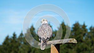 Gyrfalcon, wildlife, raptor bird of prey on a tree trunk, habitat, forest and meadow landscape, Falco rusticolus photo
