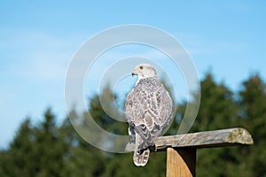 Gyrfalcon, wildlife, raptor bird of prey on a tree trunk, habitat, forest and meadow landscape, Falco rusticolus photo