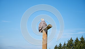 Gyrfalcon, wildlife, raptor bird of prey on a tree trunk, habitat, forest and meadow landscape, Falco rusticolus photo