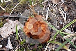 Gyromitra. Conditionally edible mushroom. Requires mandatory heat treatment.