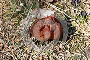 Gyromitra esculenta