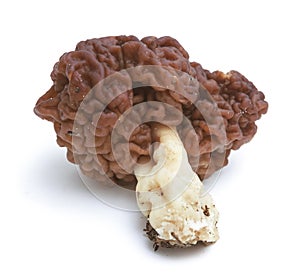 Gyromitra esculenta is conditionally edible mushroom  on white