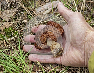 Gyromitra esculenta is conditionally edible mushrooms growing in forest in spring