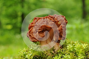 Gyromitra esculenta fungus