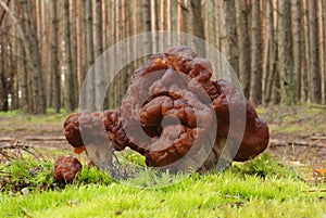 Gyromitra esculenta fungus (False morel)