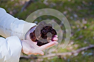 Gyromitra Esculenta known as False morel in the forest.