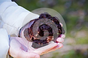 Gyromitra Esculenta known as False morel in the forest.