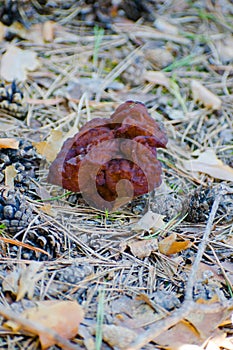 Gyromitra Esculenta known as False morel in the forest.