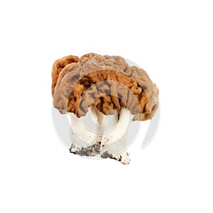 Gyromitra esculenta mushroom