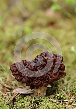Gyromitra esculenta mushroom photo