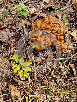 Gyromitra gigas in the grass close up. Mushroom growth. Early spring season, picking fresh mushrooms in the forest. Gyromitra