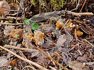 Gyromitra gigas in the grass close up. Mushroom growth. Early spring season, picking fresh mushrooms in the forest. Gyromitra