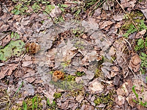 Gyromitra gigas in the grass close up. Mushroom growth. Early spring season, picking fresh mushrooms in the forest. Gyromitra