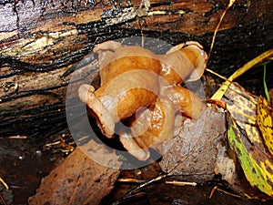 Gyromitra Gigas, snow false Morel, calf`s brain. Early spring forest mushroom macro. A large beautiful mushroom in the spring fore