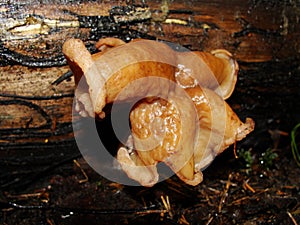 Gyromitra Gigas, snow false Morel, calf`s brain. Early spring forest mushroom macro. A large beautiful mushroom in the spring fore