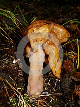 Gyromitra Gigas, snow false Morel, calf`s brain. Early spring forest mushroom macro. A large beautiful mushroom in the spring fore