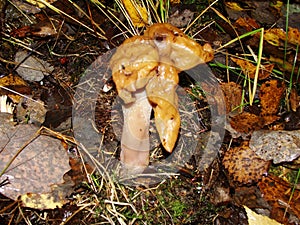 Gyromitra Gigas, snow false Morel, calf`s brain. Early spring forest mushroom macro. A large beautiful mushroom in the spring fore