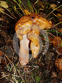 Gyromitra Gigas, snow false Morel, calf`s brain. Early spring forest mushroom macro. A large beautiful mushroom in the spring fore