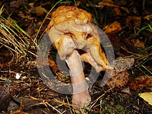 Gyromitra Gigas, snow false Morel, calf`s brain. Early spring forest mushroom macro. A large beautiful mushroom in the spring fore