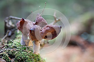 Gyromitra infula