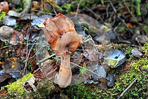 Gyromitra infula commonly known as the hooded false morel or the elfin saddle