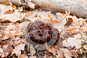 Gyromitra mushroom growing in a forest. Conditionally edible mushrooms found in the northern hemisphere.