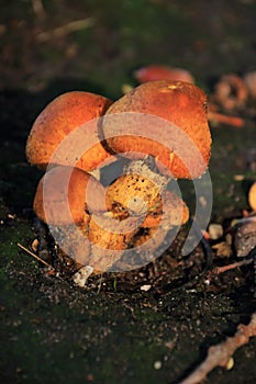 Gyroporus castaneus autumn mushroom growing in soil photo