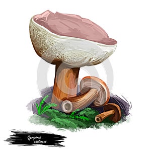 Gyroporus castaneus chestnut bolete, small, white-pored relation of Boletus mushrooms isolated on white. Digital art illustration