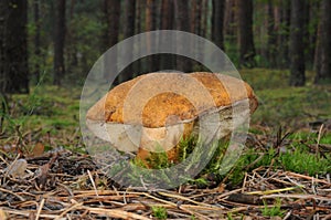 Gyroporus castaneus, commonly known as the chestnut bolete