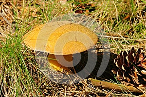 Gyroporus cyanescens photo