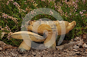 Gyroporus cyanescens, commonly known as the bluing bolete or the cornflower bolete