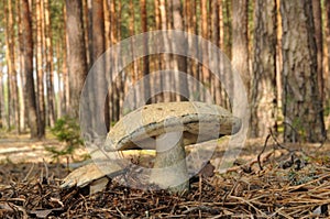 Gyroporus cyanescens, commonly known as the bluing bolete or the cornflower bolete photo