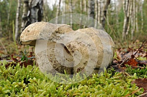 Gyroporus cyanescens, commonly known as the bluing bolete or the cornflower bolete photo